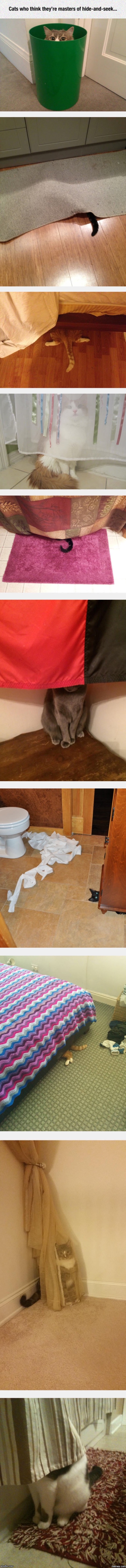 And now, a moment with cats who think they are masters at hide-and-seek | image tagged in cats,memes | made w/ Imgflip meme maker