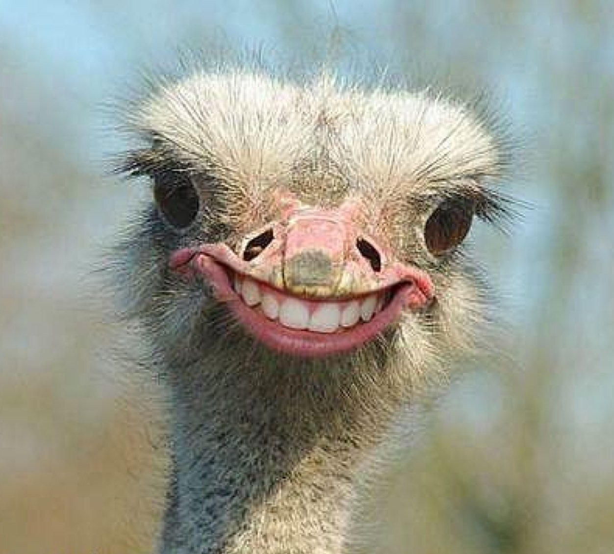 High Quality Ostrich Smile Blank Meme Template