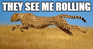 THEY SEE ME ROLLING | image tagged in memes,they see me rolling | made w/ Imgflip meme maker