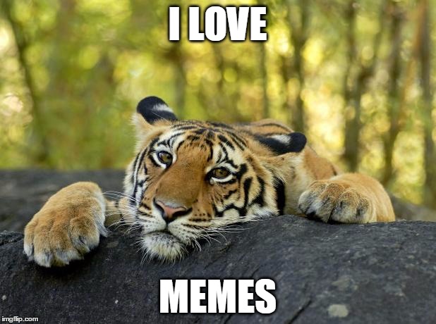 Confession Tiger | I LOVE; MEMES | image tagged in confession tiger | made w/ Imgflip meme maker