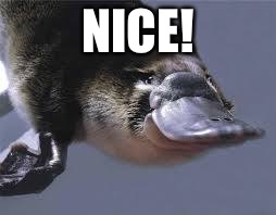 Platypus  | NICE! | image tagged in platypus | made w/ Imgflip meme maker