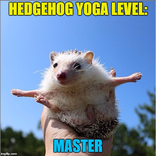 You either have it or you don't... | HEDGEHOG YOGA LEVEL:; MASTER | image tagged in wed hedgehog,memes,animals,yoga,hedgehog,cute | made w/ Imgflip meme maker