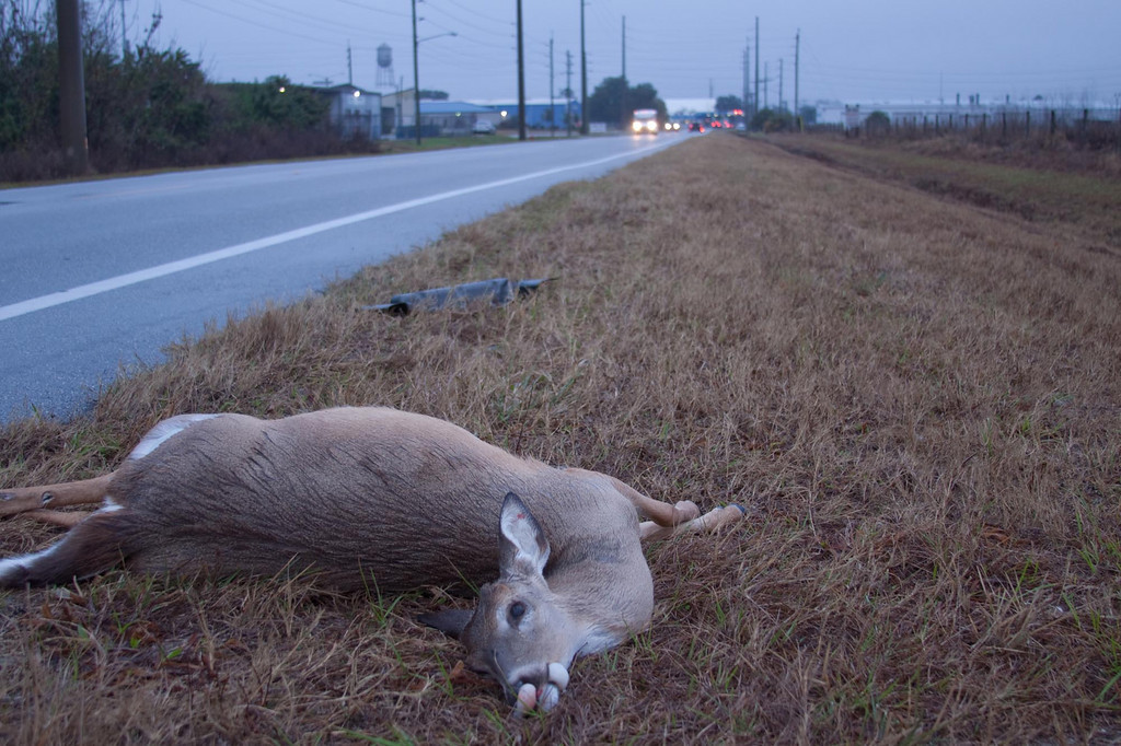 High Quality Dead Deer Blank Meme Template