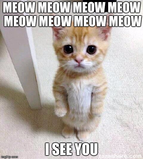Cute Cat Meme | MEOW MEOW MEOW MEOW MEOW MEOW MEOW MEOW; I SEE YOU | image tagged in memes,cute cat | made w/ Imgflip meme maker