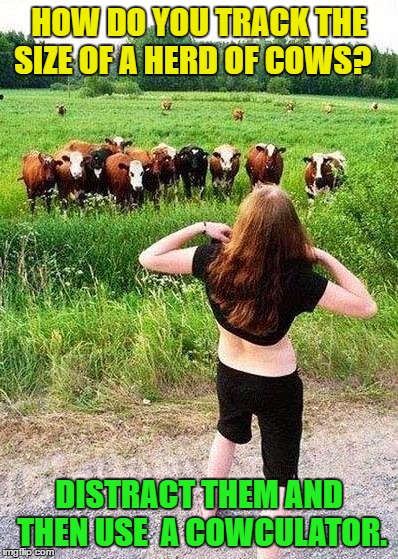Cow Flasher | HOW DO YOU TRACK THE SIZE OF A HERD OF COWS? DISTRACT THEM AND THEN USE  A COWCULATOR. | image tagged in flashing cows,memes,funny,bad puns | made w/ Imgflip meme maker