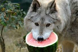 High Quality Watermelon Wolf Blank Meme Template