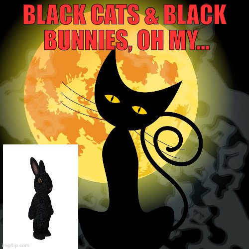 Black | BLACK CATS & BLACK BUNNIES, OH MY... | image tagged in memes | made w/ Imgflip meme maker
