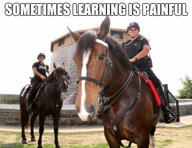 Murney the police horse | SOMETIMES LEARNING IS PAINFUL | image tagged in police,horses,drunk | made w/ Imgflip meme maker