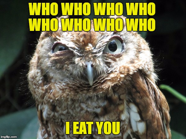 WHO WHO WHO WHO WHO WHO WHO WHO I EAT YOU | image tagged in ornery owl | made w/ Imgflip meme maker