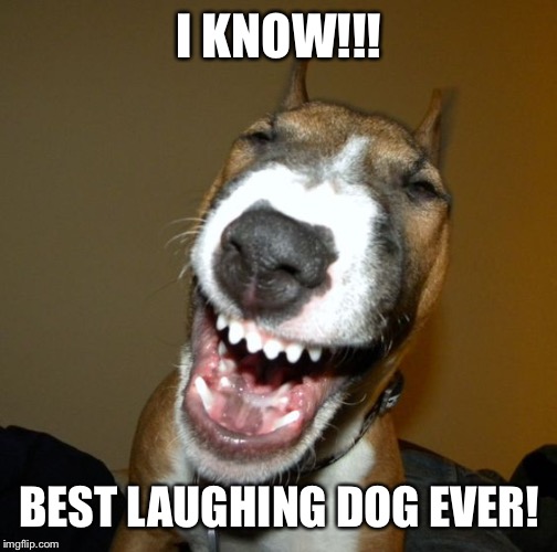 Laughing dog | I KNOW!!! BEST LAUGHING DOG EVER! | image tagged in laughing dog | made w/ Imgflip meme maker