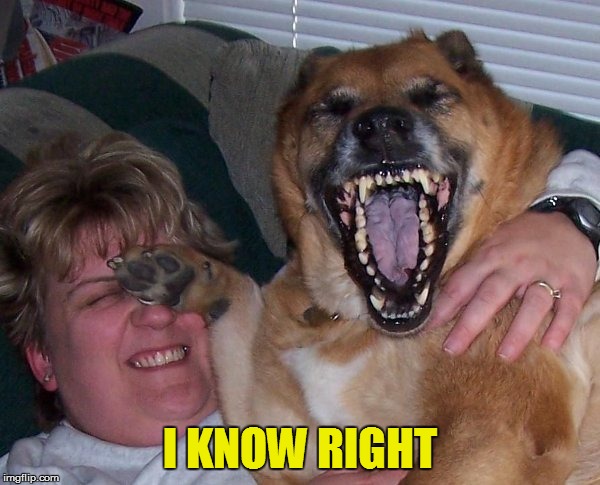 laughing dog | I KNOW RIGHT | image tagged in laughing dog | made w/ Imgflip meme maker