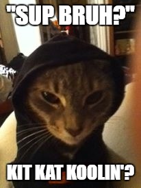 Kool Kitty | "SUP BRUH?"; KIT KAT KOOLIN'? | image tagged in funny,grumpy cat | made w/ Imgflip meme maker