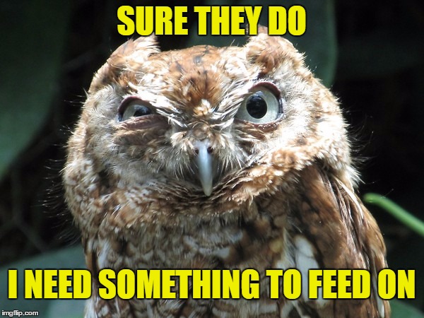 SURE THEY DO I NEED SOMETHING TO FEED ON | image tagged in ornery owl | made w/ Imgflip meme maker