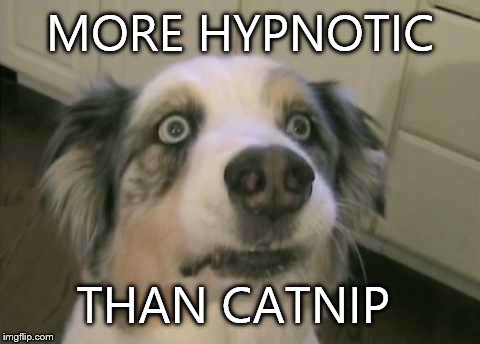 MORE HYPNOTIC THAN CATNIP | made w/ Imgflip meme maker