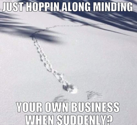 Sudenly | JUST HOPPIN ALONG MINDING; YOUR OWN BUSINESS WHEN SUDDENLY? | image tagged in suddenly | made w/ Imgflip meme maker