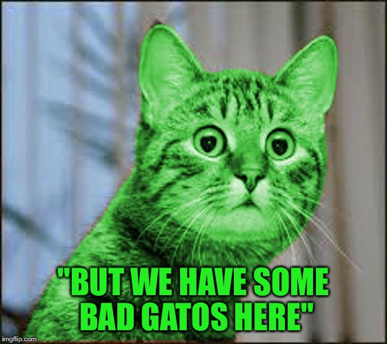 Radioactive comments everywhere! | "BUT WE HAVE SOME BAD GATOS HERE" | image tagged in raycat wtf,memes,donald trump,presidential debate | made w/ Imgflip meme maker