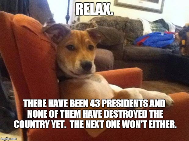 Relaxed Dog | RELAX. THERE HAVE BEEN 43 PRESIDENTS AND NONE OF THEM HAVE DESTROYED THE COUNTRY YET.  THE NEXT ONE WON'T EITHER. | image tagged in relaxed dog | made w/ Imgflip meme maker