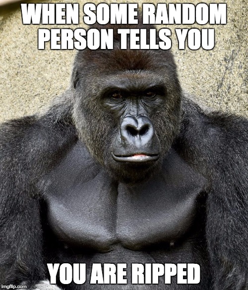 Harambe | WHEN SOME RANDOM PERSON TELLS YOU; YOU ARE RIPPED | image tagged in harambe | made w/ Imgflip meme maker
