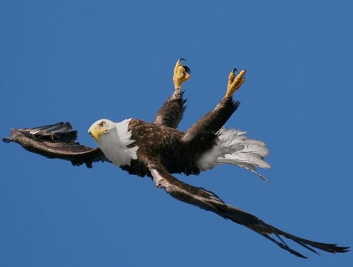 Even the National Bird has enough Blank Meme Template