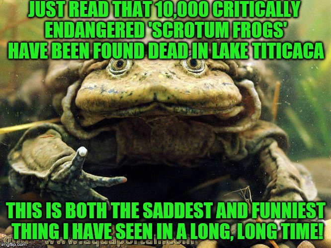 JUST READ THAT 10,000 CRITICALLY ENDANGERED 'SCROTUM FROGS' HAVE BEEN FOUND DEAD IN LAKE TITICACA; THIS IS BOTH THE SADDEST AND FUNNIEST THING I HAVE SEEN IN A LONG, LONG TIME! | image tagged in scrotum frog | made w/ Imgflip meme maker