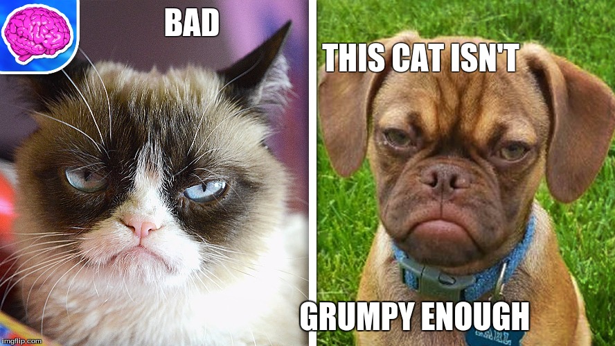 BAD                                                                           THIS CAT ISN'T; GRUMPY ENOUGH | image tagged in grumpy cat | made w/ Imgflip meme maker