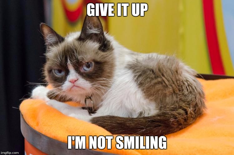 Image tagged in grumpy cat bed - Imgflip
