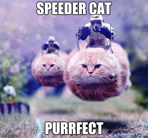 Storm Trooper Cats | SPEEDER CAT; PURRFECT | image tagged in storm trooper cats | made w/ Imgflip meme maker