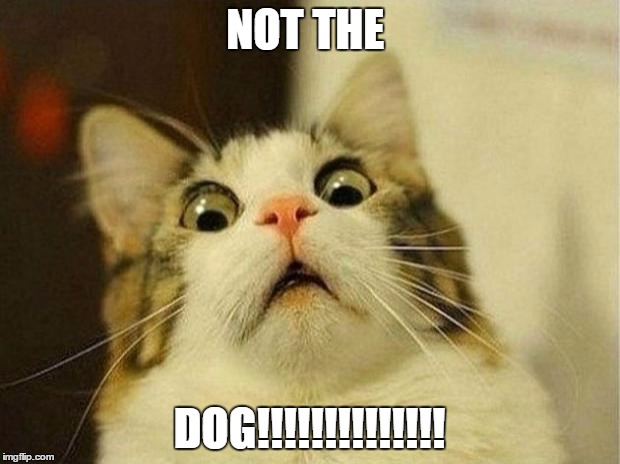 Scared Cat Meme | NOT THE; DOG!!!!!!!!!!!!!! | image tagged in memes,scared cat | made w/ Imgflip meme maker