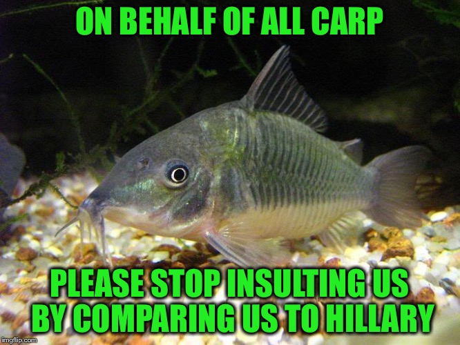 ON BEHALF OF ALL CARP PLEASE STOP INSULTING US BY COMPARING US TO HILLARY | made w/ Imgflip meme maker