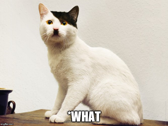 *WHAT | made w/ Imgflip meme maker