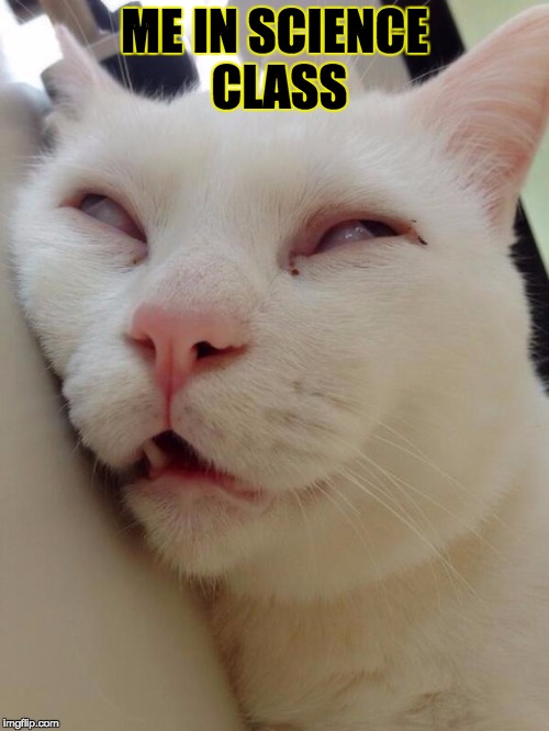 Bored Kitty | ME IN SCIENCE CLASS | image tagged in bored kitty | made w/ Imgflip meme maker