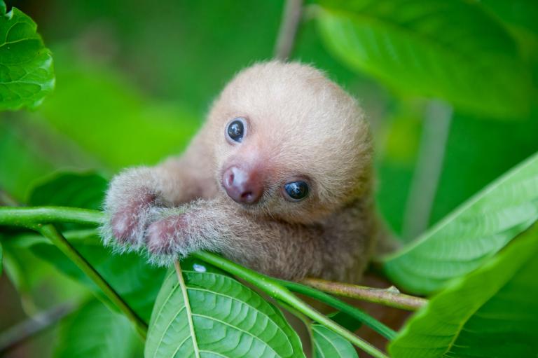 baby sloth Blank Meme Template