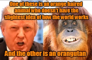 Donald trump is an orangutan | One of these is an orange haired animal who doesn't have the slightest idea of how the world works; And the other is an orangutan | image tagged in donald trump is an orangutan | made w/ Imgflip meme maker