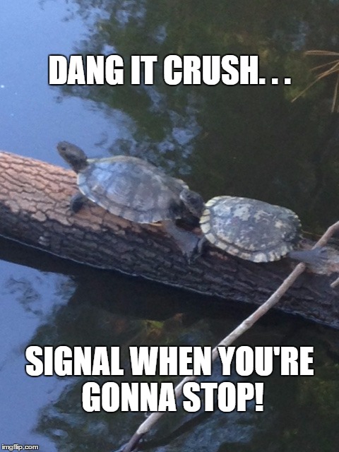 Crush the Turtle | DANG IT CRUSH. . . SIGNAL WHEN YOU'RE GONNA STOP! | image tagged in finding nemo,crush,turtles,turtle love | made w/ Imgflip meme maker