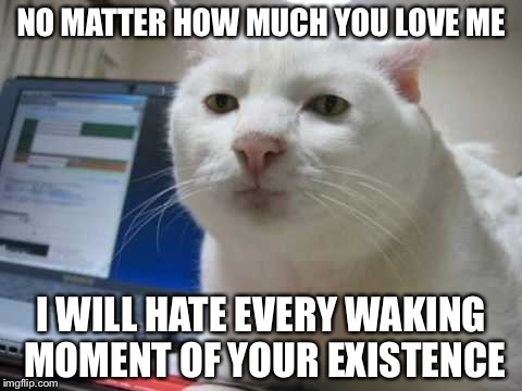 Srs cat | NO MATTER HOW MUCH YOU LOVE ME; I WILL HATE EVERY WAKING MOMENT OF YOUR EXISTENCE | image tagged in srs cat,philosoraptor,the most interesting man in the world,hardcore,boardroom meeting suggestion | made w/ Imgflip meme maker