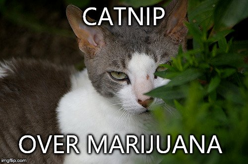 Priorities | CATNIP; OVER MARIJUANA | image tagged in cat | made w/ Imgflip meme maker