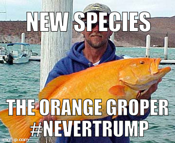 NEW SPECIES; THE ORANGE GROPER #NEVERTRUMP | image tagged in orange groper | made w/ Imgflip meme maker