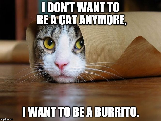 Burrito Kitty | I DON'T WANT TO BE A CAT ANYMORE, I WANT TO BE A BURRITO. | image tagged in cats,burrito,burrito cat | made w/ Imgflip meme maker