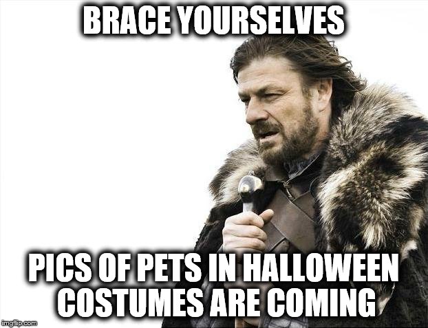 Halloween Pet Pics | BRACE YOURSELVES; PICS OF PETS IN HALLOWEEN COSTUMES ARE COMING | image tagged in memes,brace yourselves x is coming,pets,halloween,costumes,trick or treat | made w/ Imgflip meme maker
