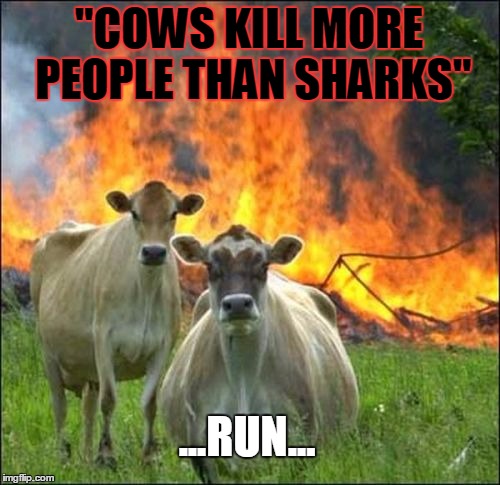 Evil Cows | "COWS KILL MORE PEOPLE THAN SHARKS"; ...RUN... | image tagged in memes,evil cows | made w/ Imgflip meme maker