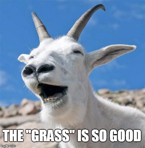 Laughing Goat Meme | THE "GRASS" IS SO GOOD | image tagged in memes,laughing goat | made w/ Imgflip meme maker