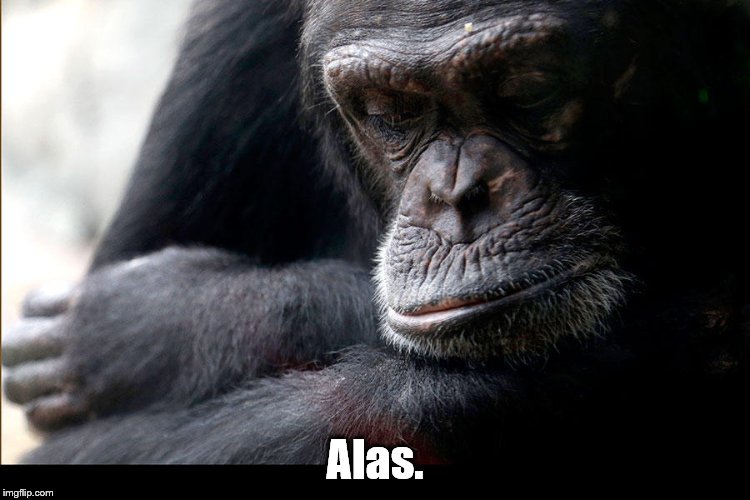 Koko | Alas. | image tagged in koko | made w/ Imgflip meme maker