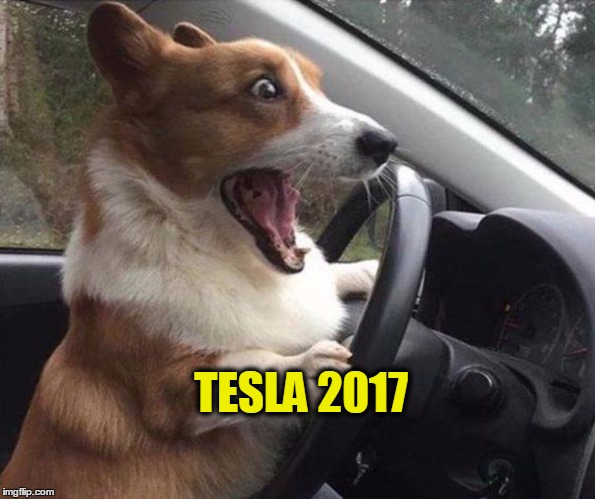 dog driving | TESLA 2017 | image tagged in dog driving | made w/ Imgflip meme maker