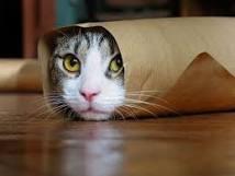 Cat in tube Blank Meme Template