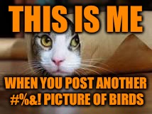 Cat in tube | THIS IS ME; WHEN YOU POST ANOTHER #%&! PICTURE OF BIRDS | image tagged in cat in tube | made w/ Imgflip meme maker