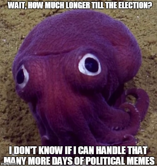 Poor Octo | WAIT, HOW MUCH LONGER TILL THE ELECTION? I DON'T KNOW IF I CAN HANDLE THAT MANY MORE DAYS OF POLITICAL MEMES | image tagged in political,animals | made w/ Imgflip meme maker