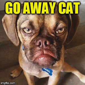 GO AWAY CAT | made w/ Imgflip meme maker