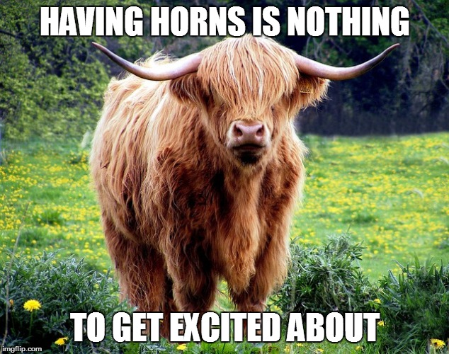 HAVING HORNS IS NOTHING TO GET EXCITED ABOUT | made w/ Imgflip meme maker