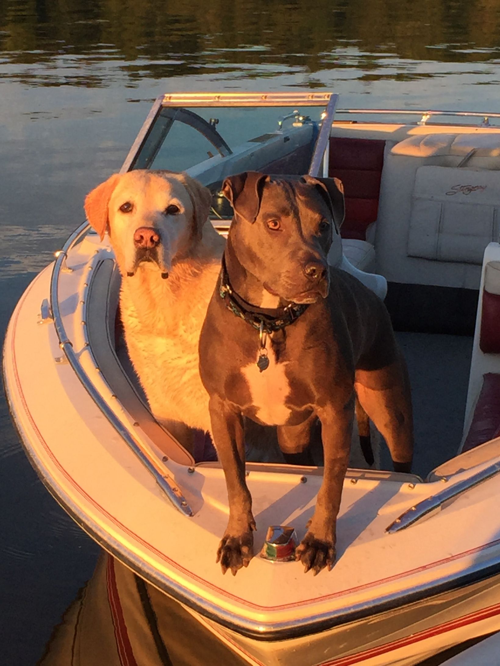 High Quality boat dogs Blank Meme Template