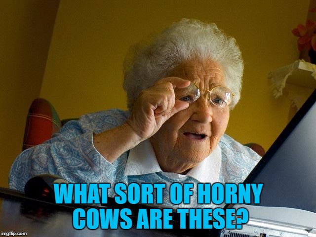 She never seems to find what she wants... | WHAT SORT OF HORNY COWS ARE THESE? | image tagged in memes,grandma finds the internet,cows,animals | made w/ Imgflip meme maker